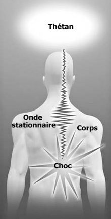 Des ondes d’énergie stationnaires se
forment lorsque la vague de perturbation
qui résulte d’un choc physique se bloque
dans un canal nerveux.